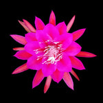 Epiphyllum Kevin #246