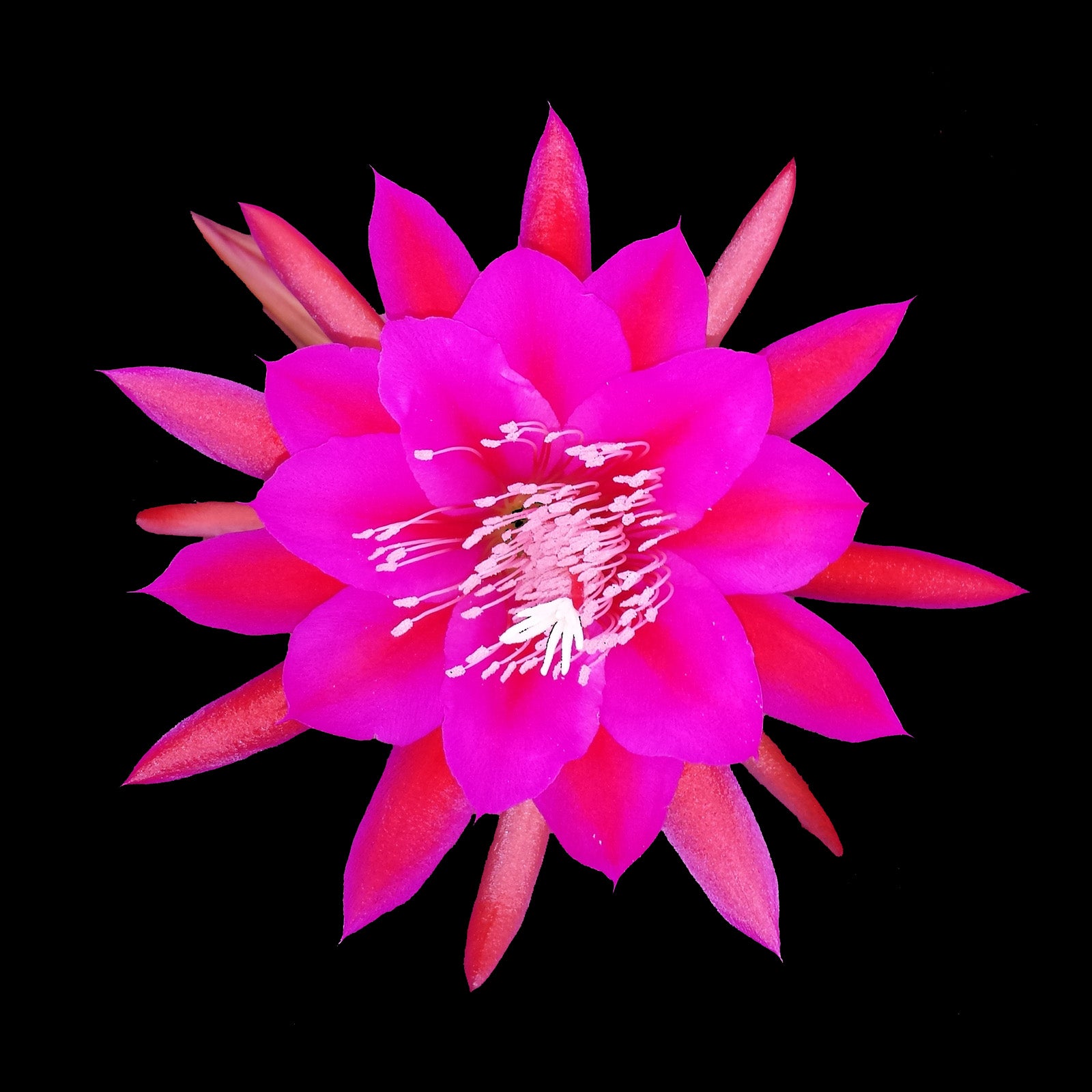 Epiphyllum Kevin #246