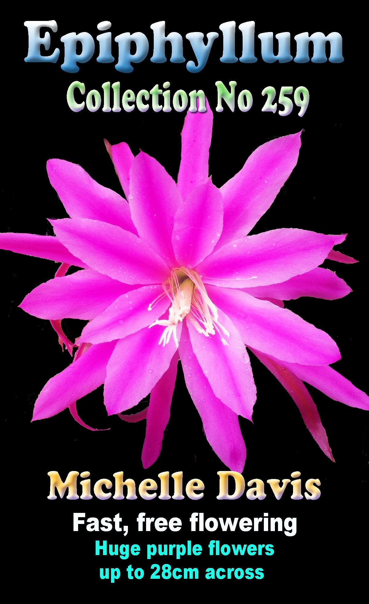 Epiphyllum 'Michelle Davis'