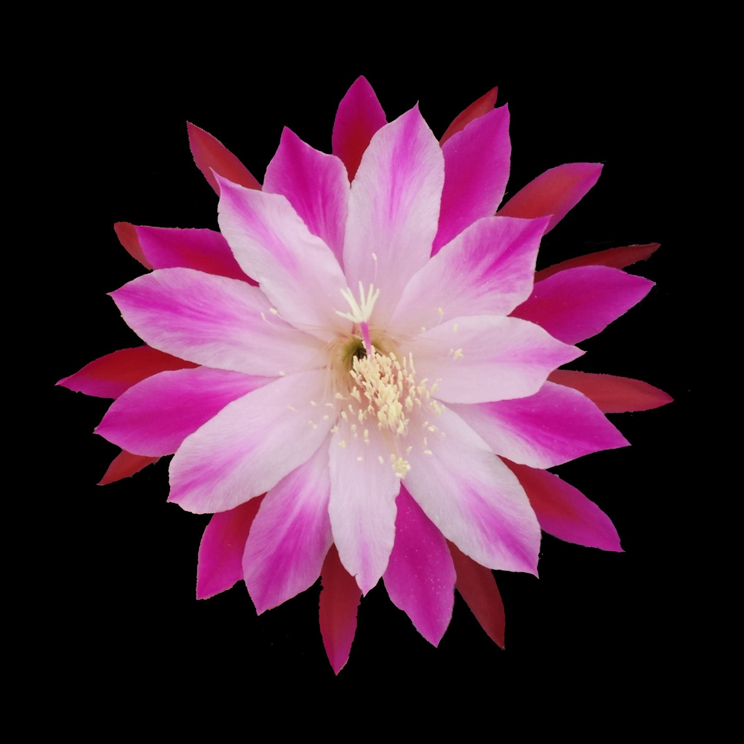 Epiphyllum Vivid One #299