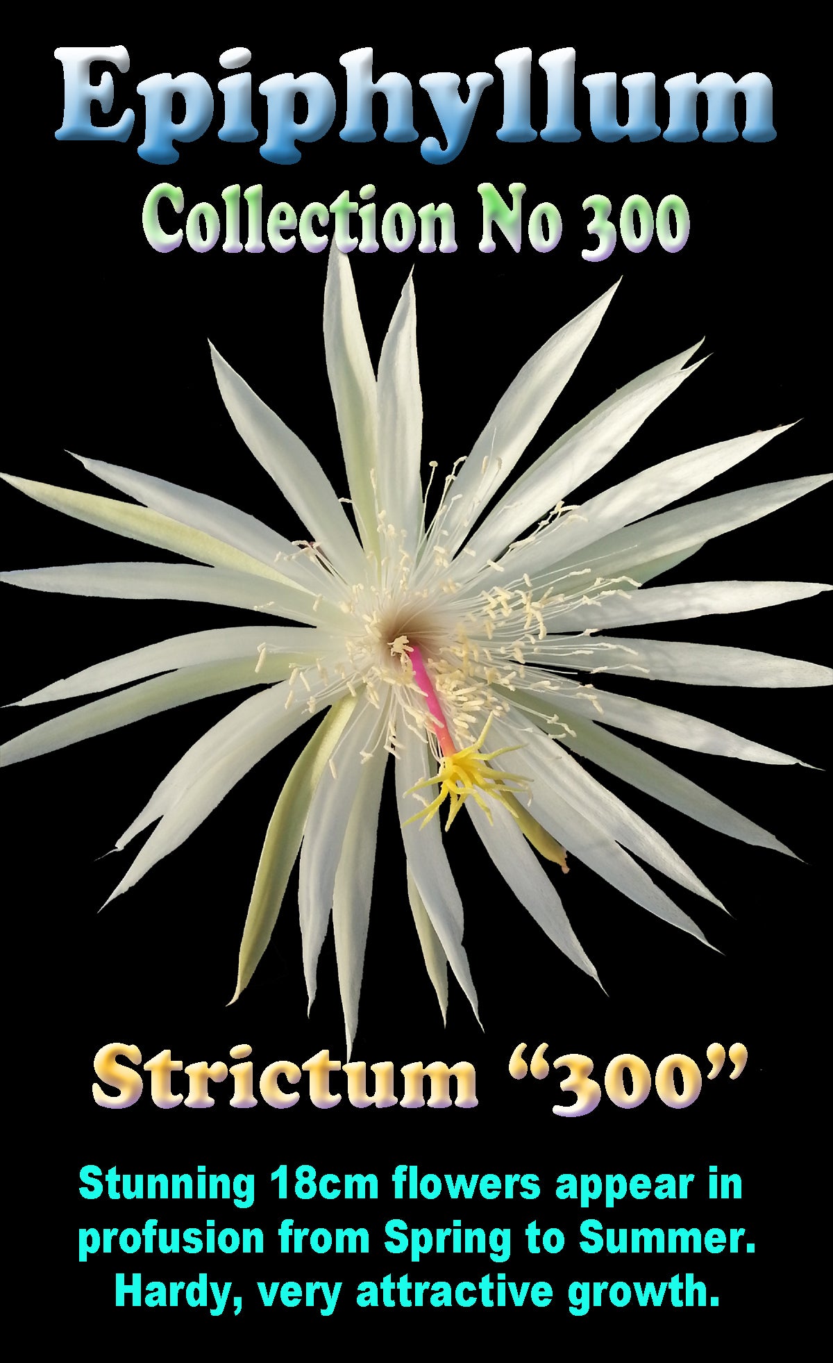 Epiphyllum 'Strictum'