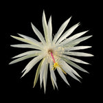 Epiphyllum 'Strictum'
