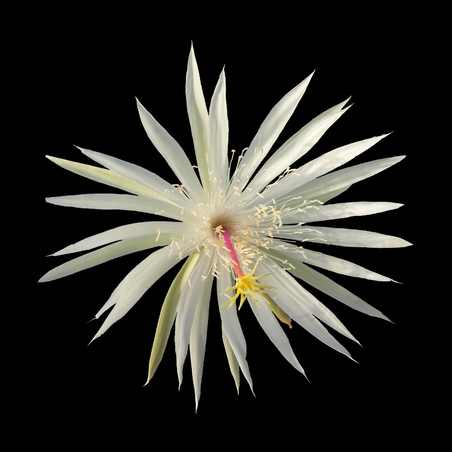 Epiphyllum 'Strictum'