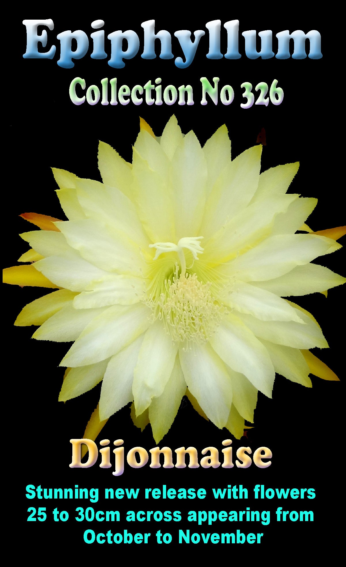 Epiphyllum 'Dijonnaise'