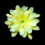 Epiphyllum 'Going Bananas' - The Yellow Starburst Cactus