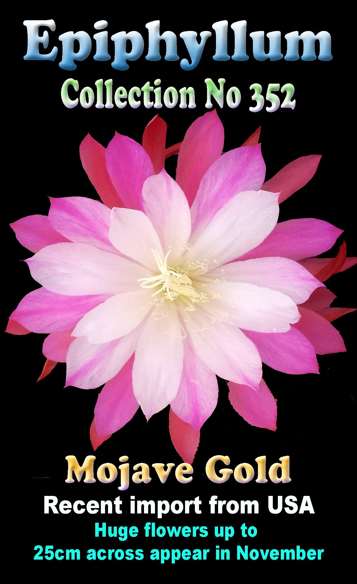 Epiphyllum 'Mojave Gold' #352