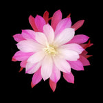 Epiphyllum 'Mojave Gold' #352