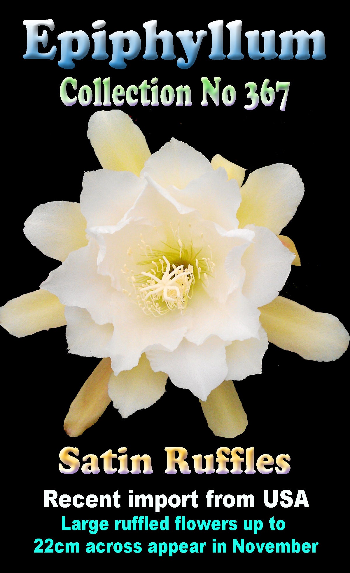 Epiphyllum 'Satin Ruffles'