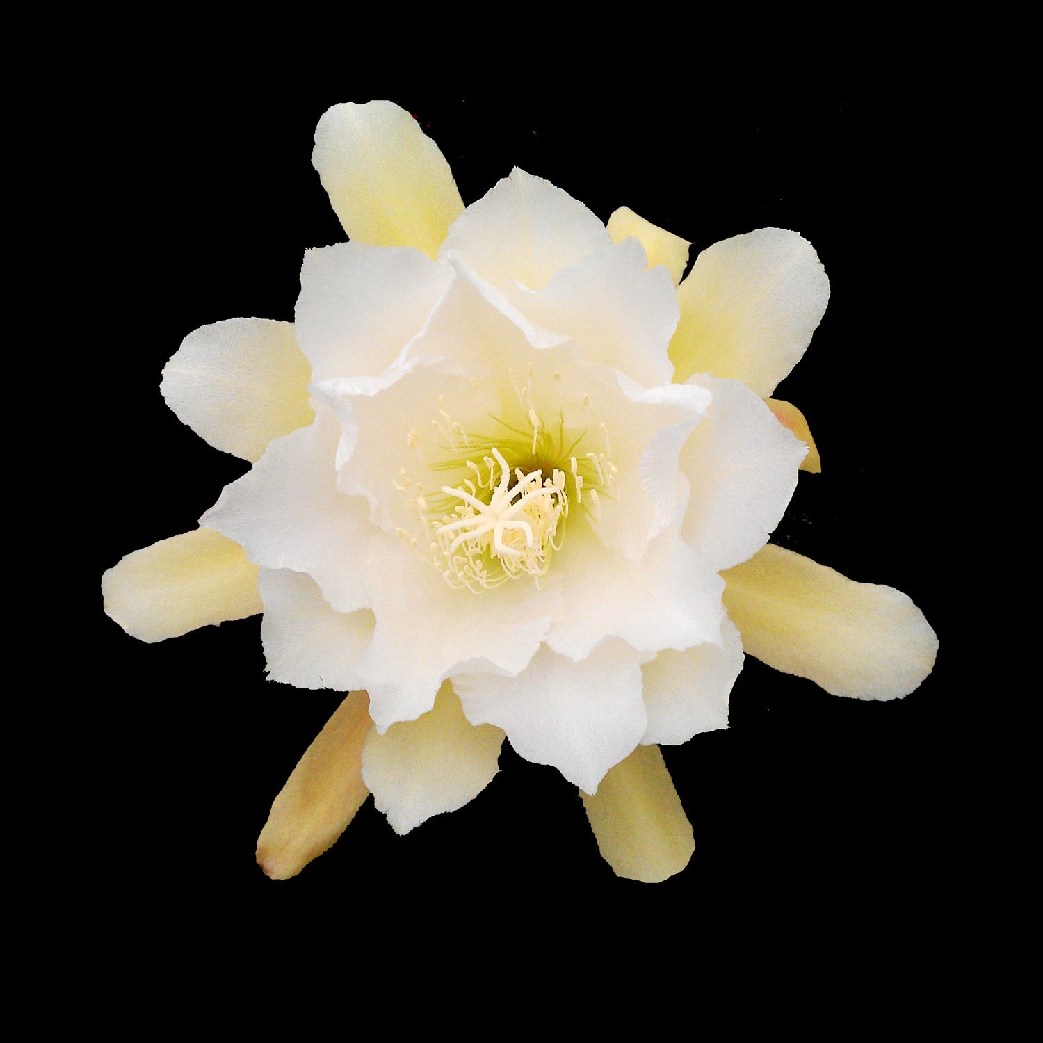 Epiphyllum 'Satin Ruffles'