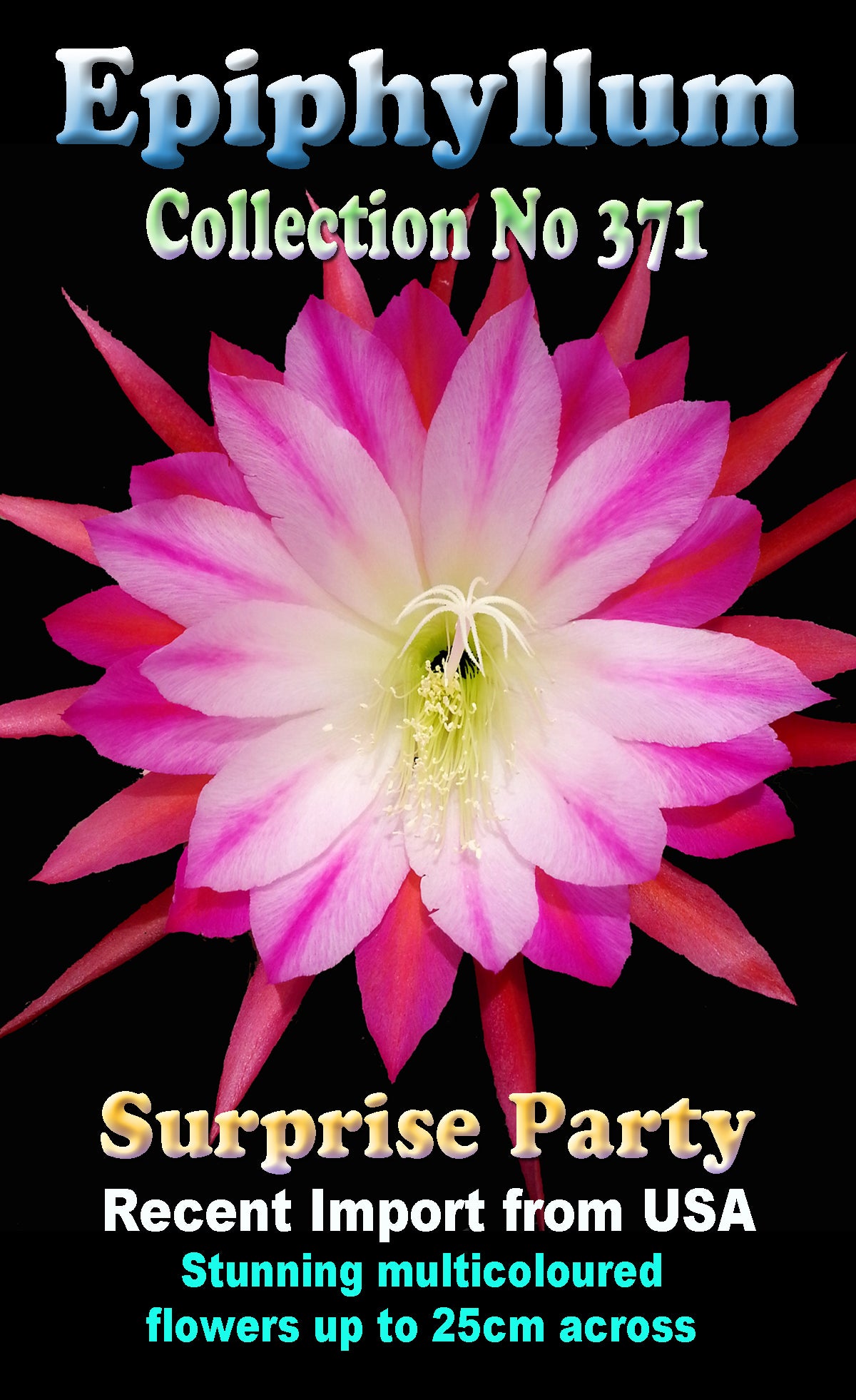 Epiphyllum Surprise Party #371