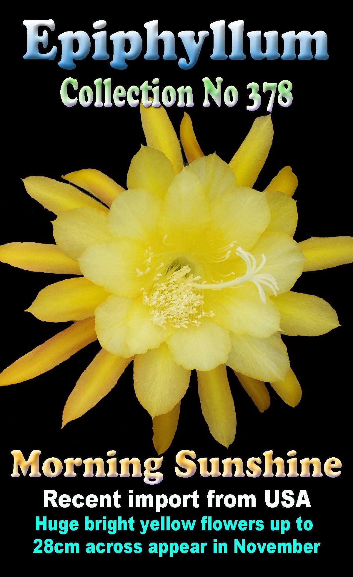 Epiphyllum 'Morning Sunshine'