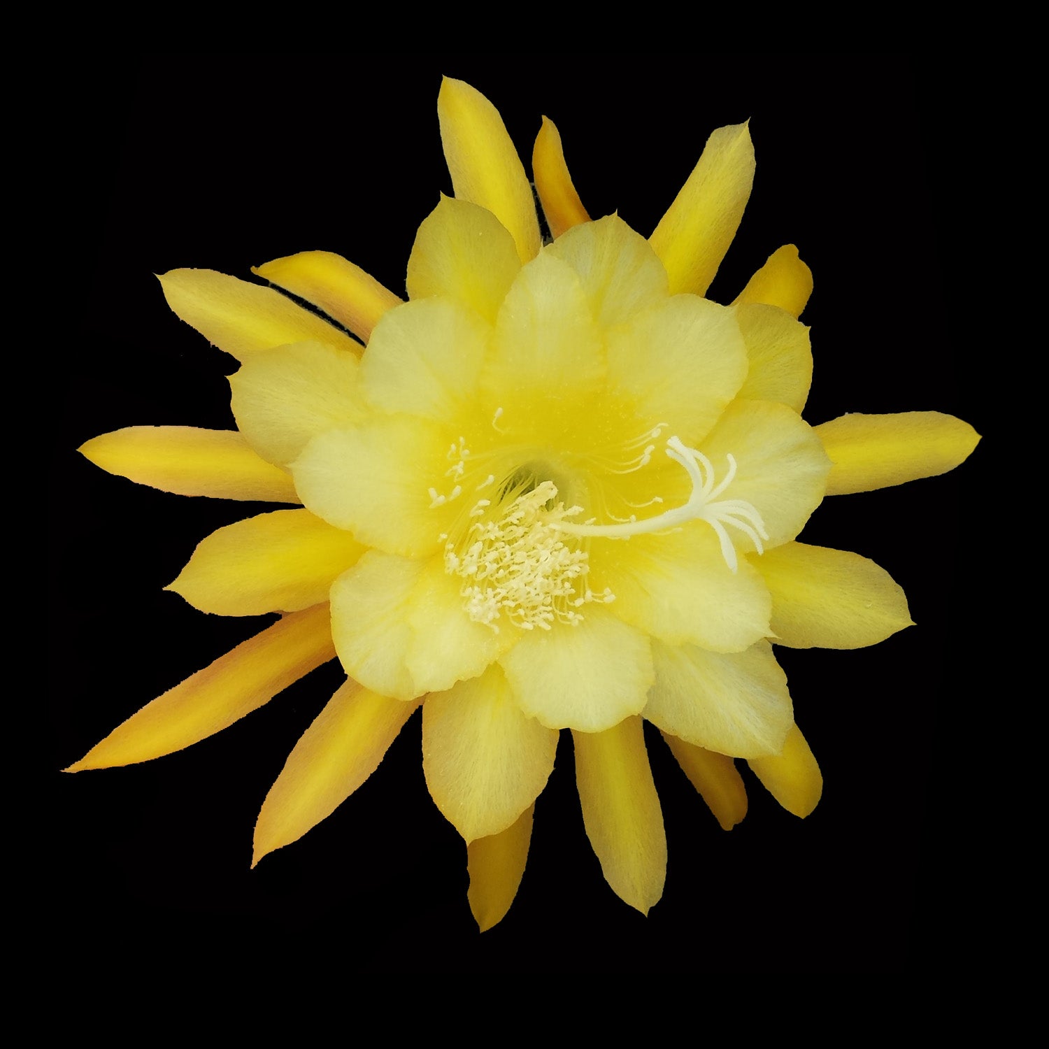 Epiphyllum 'Morning Sunshine'