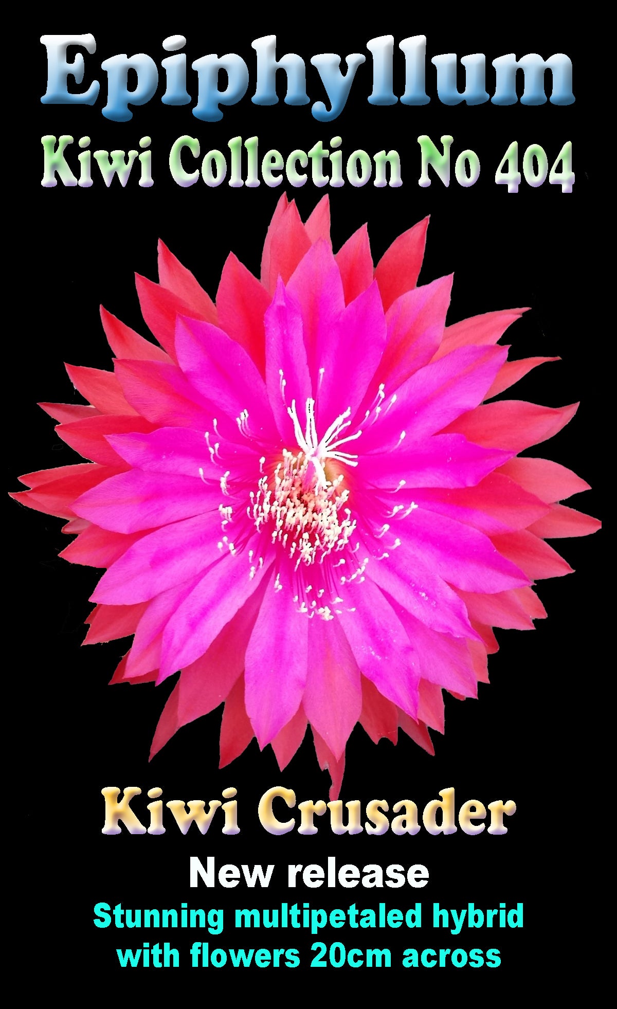 Epiphyllum Kiwi Crusader #404