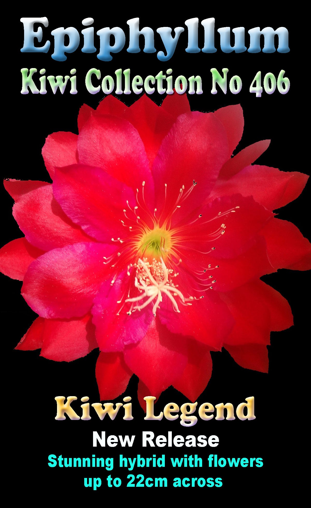 Epiphyllum 'Kiwi Legend'