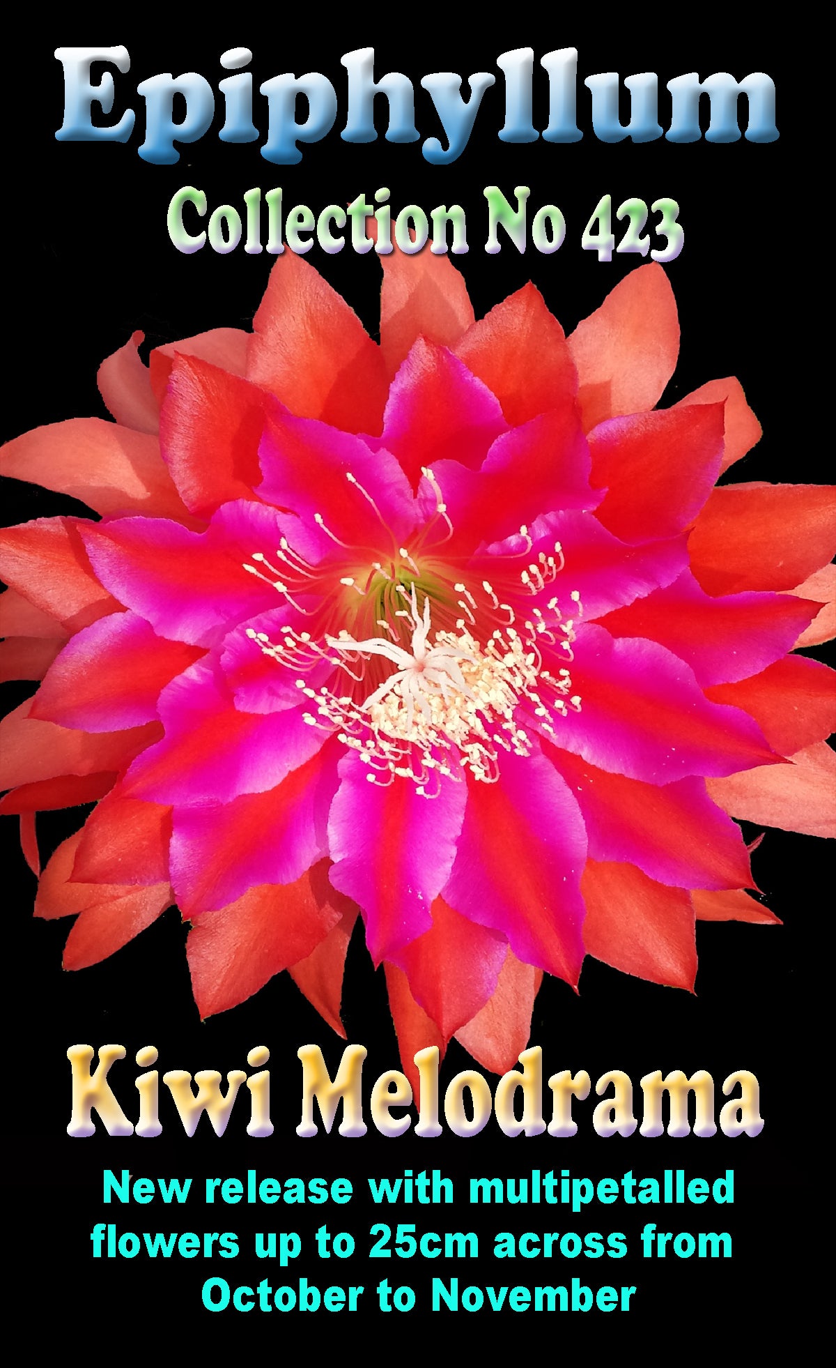 Epiphyllum Kiwi melodrama #423