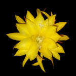 Epiphyllum Kiwi Pineapple Crush #431