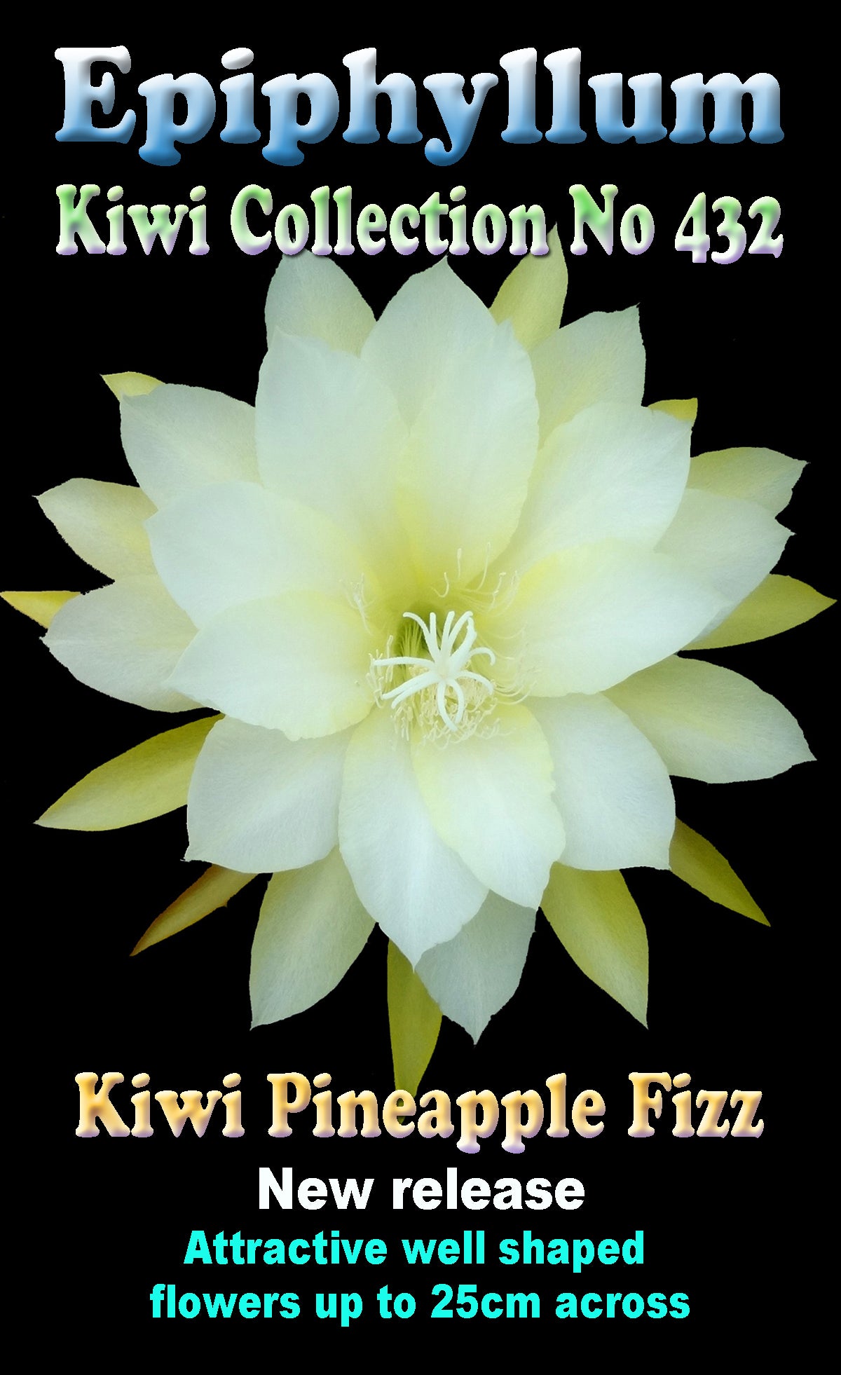 kiwi pineapple plant Epiphyllum 'Kiwi Pineapple Fizz' – Collectors Online