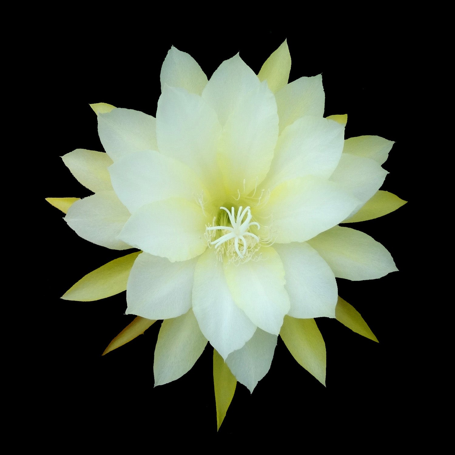 Epiphyllum Kiwi Pineapple Fizz #432