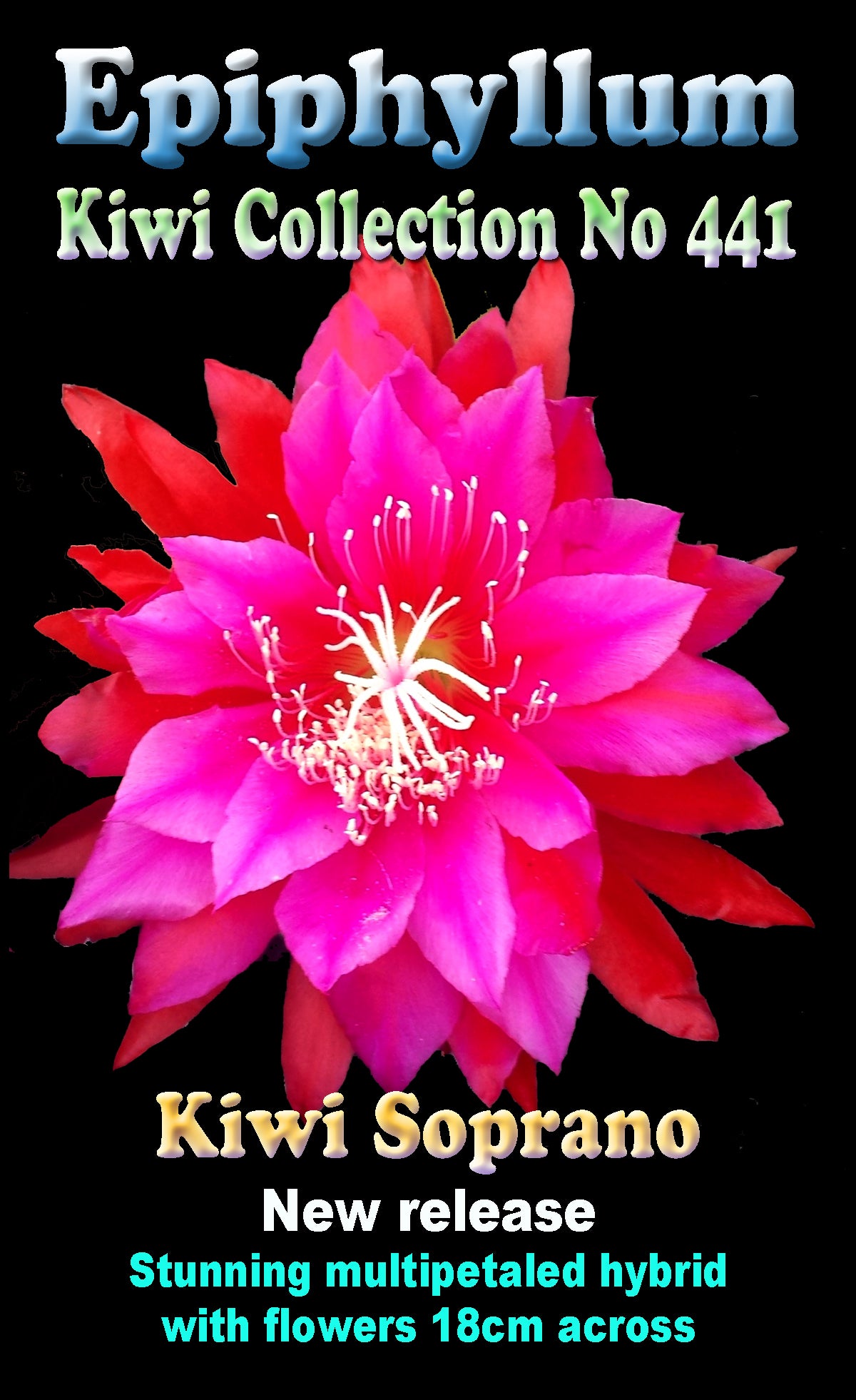 Epiphyllum 'Kiwi Soprano'