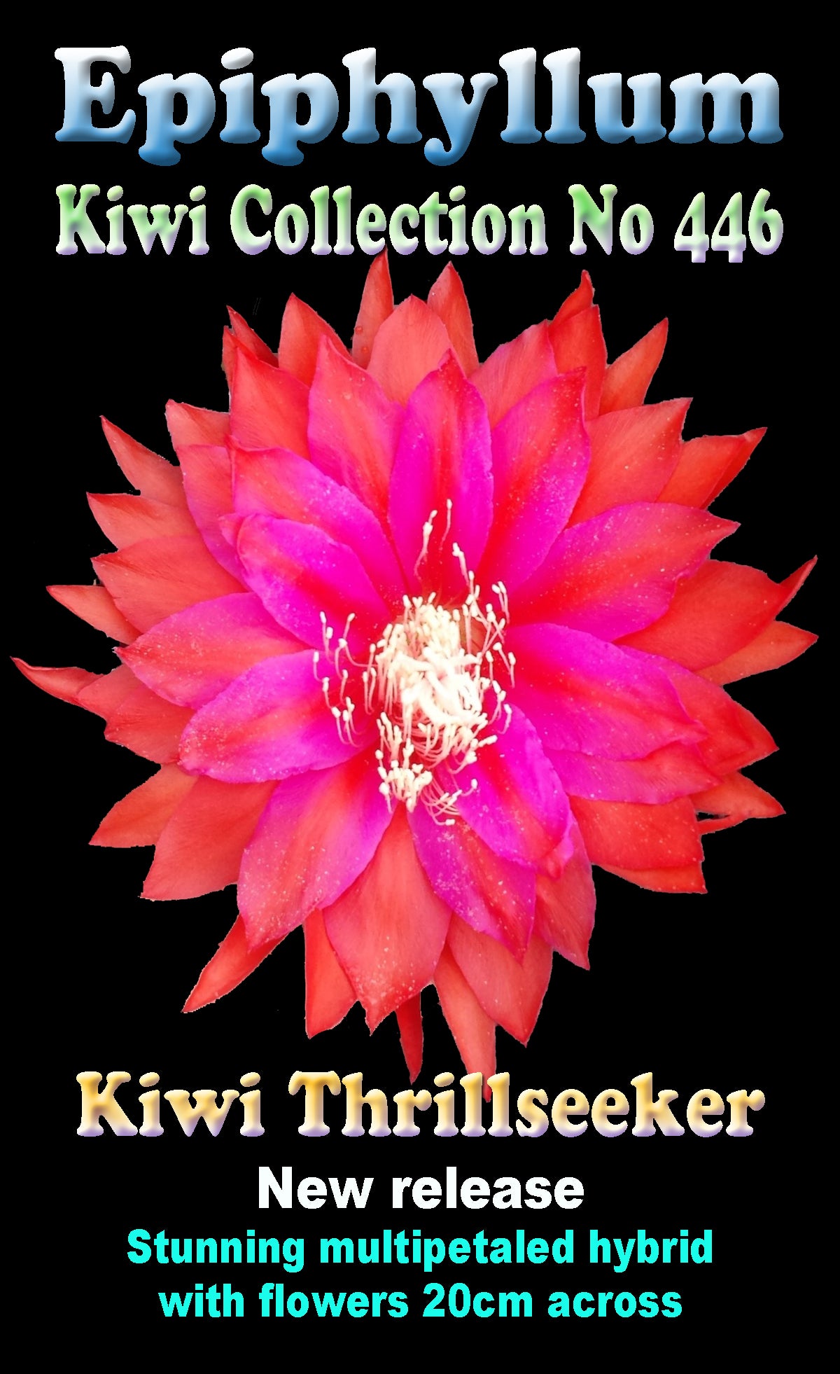 Epiphyllum Kiwi  Thrillseeker  #446