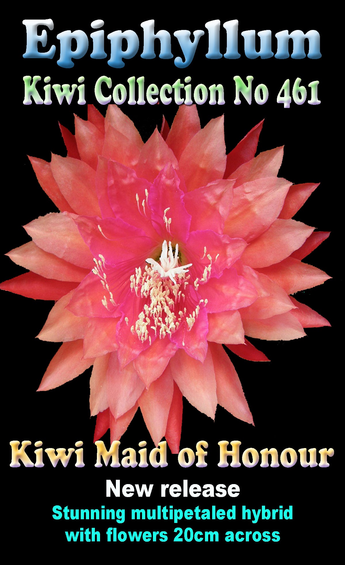 Epiphyllum Kiwi Maid Of Honour #461