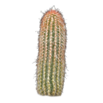 Espostoa lanata 'Ea-Nasir'