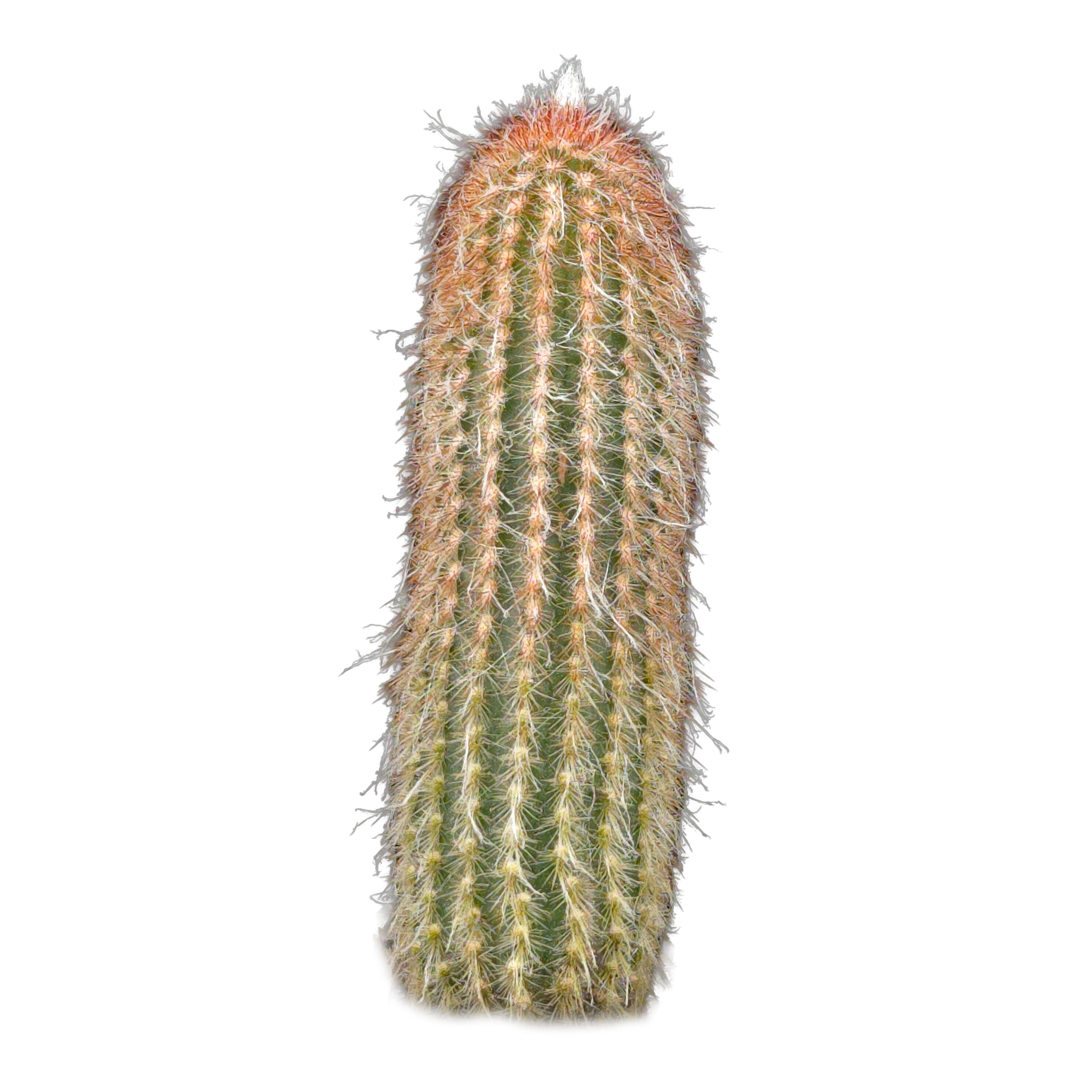 Espostoa lanata 'Ea-Nasir'