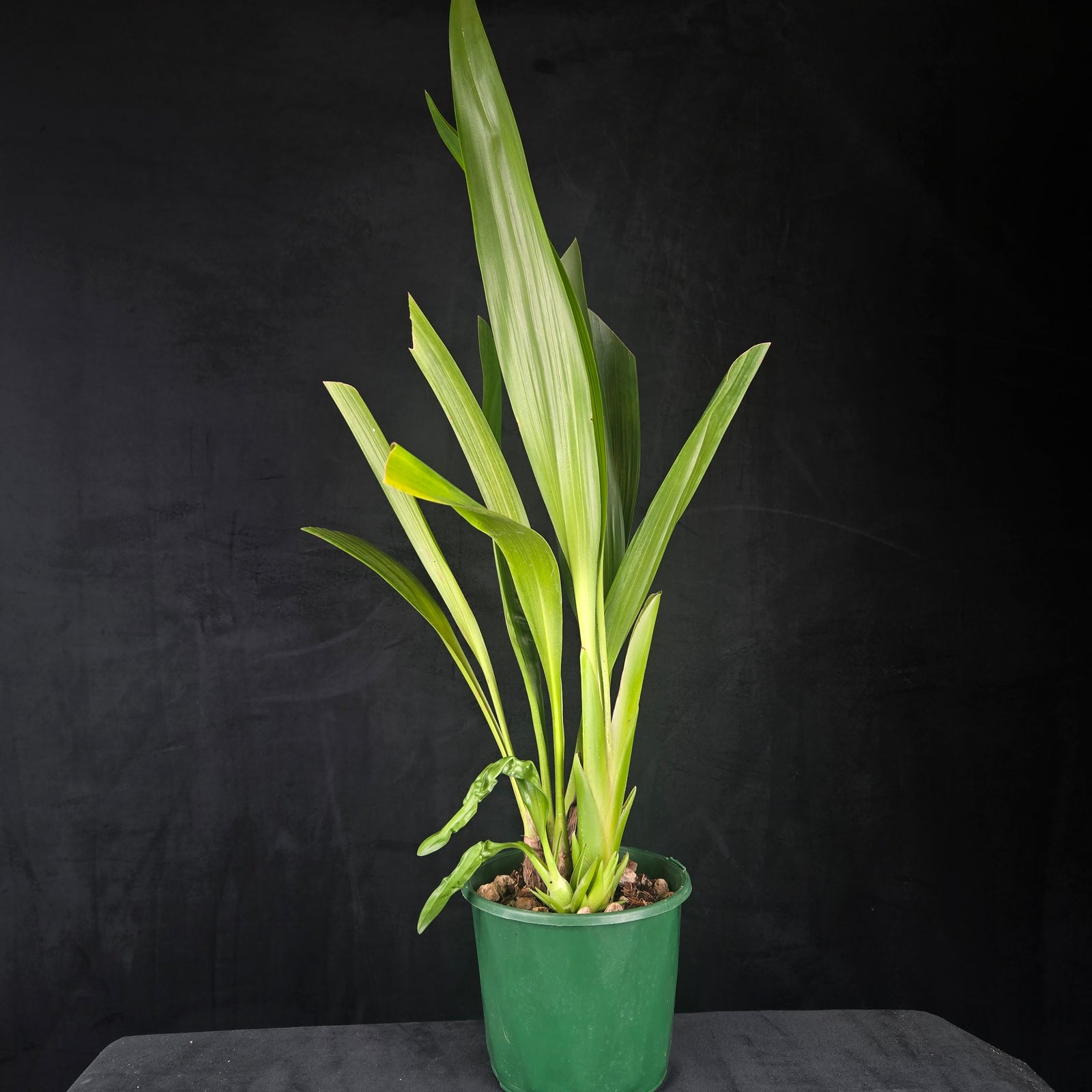 Eria hyacinthoides