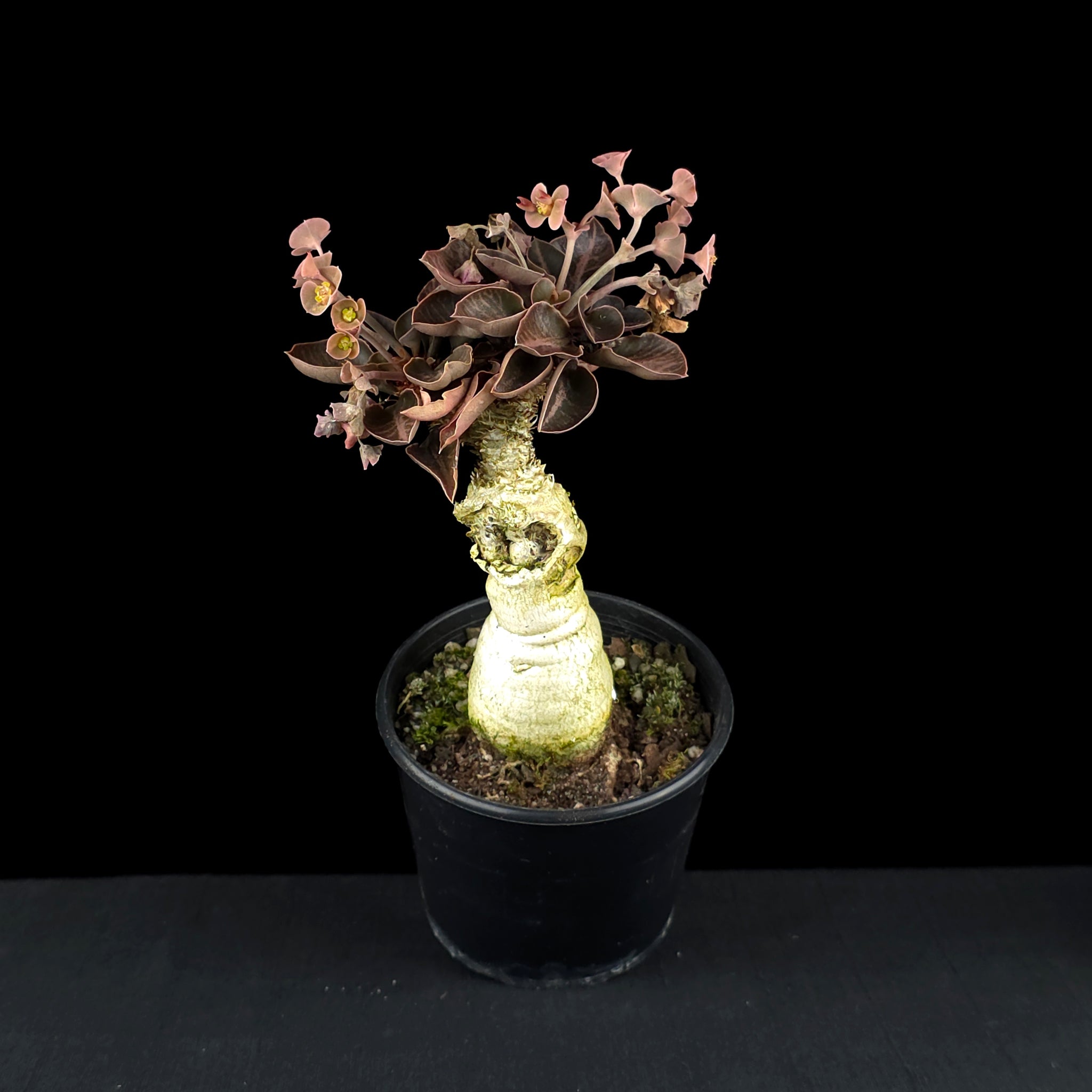 Euphorbia francoisii (WA Prohibited)