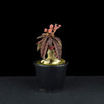 Euphorbia francoisii (WA Prohibited)