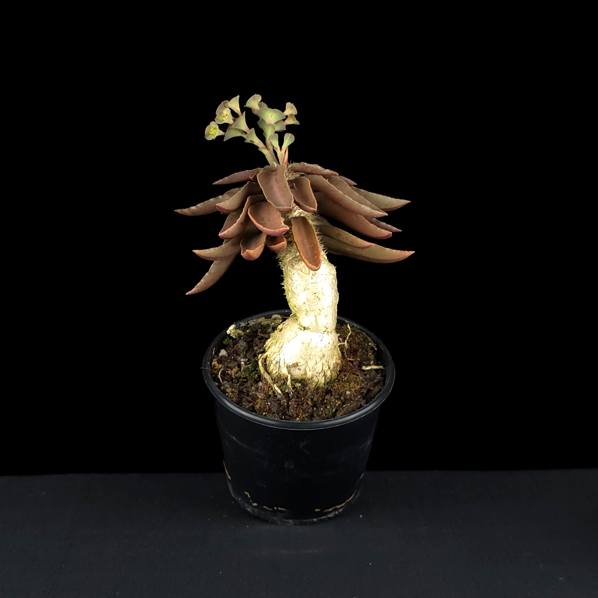 Euphorbia francoisii (WA Prohibited)