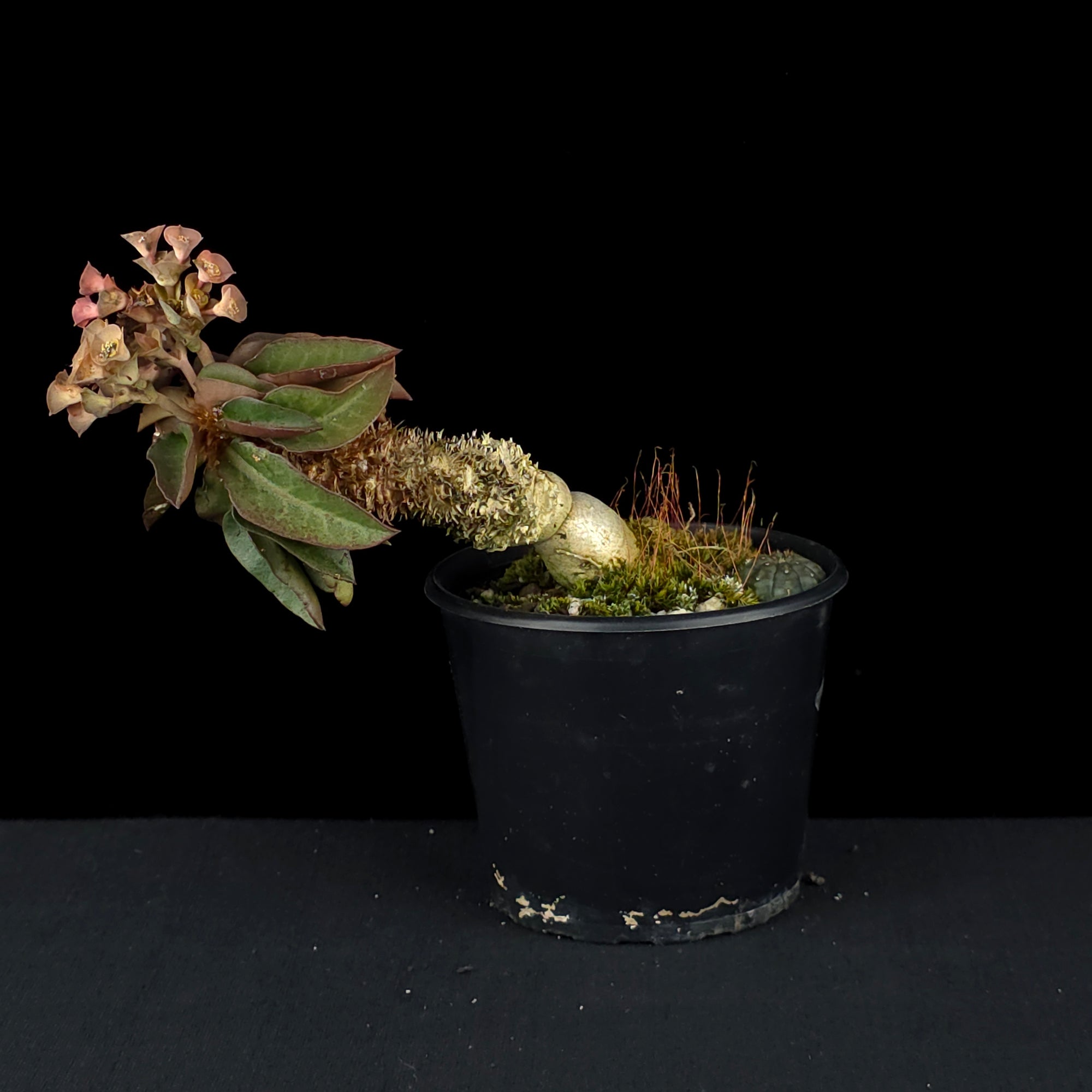 Euphorbia francoisii (WA Prohibited)