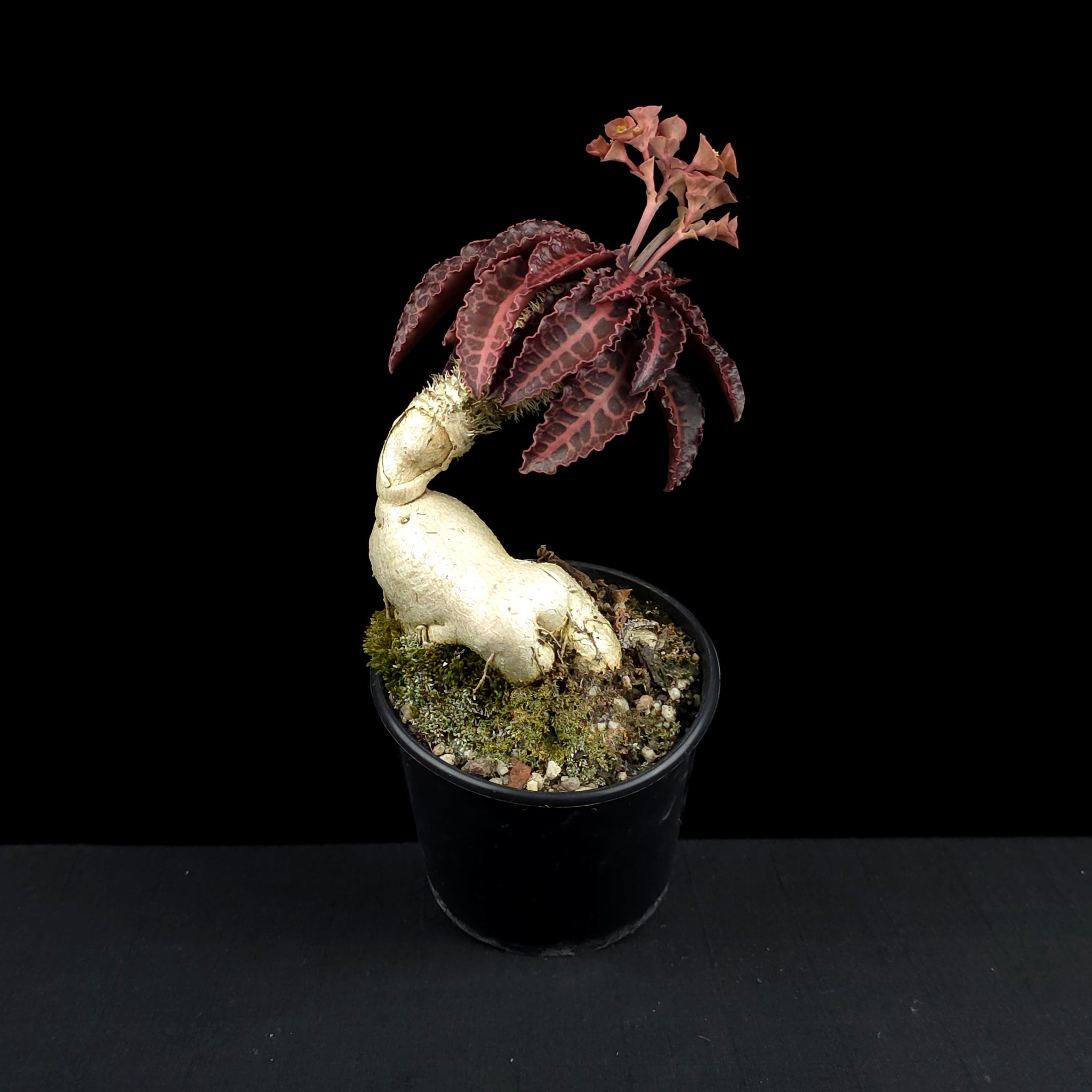 Euphorbia francoisii (WA Prohibited)