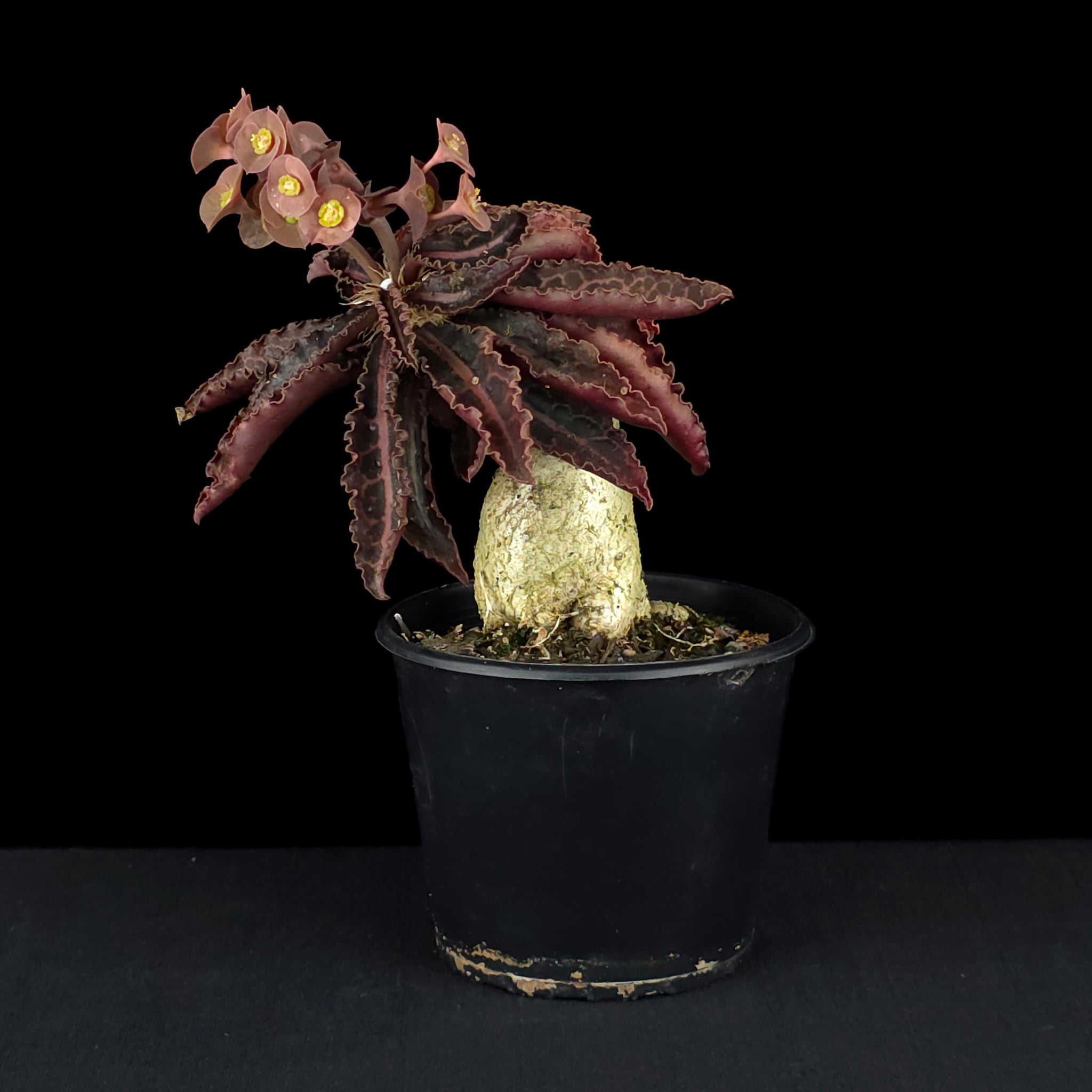 Euphorbia francoisii (WA Prohibited)