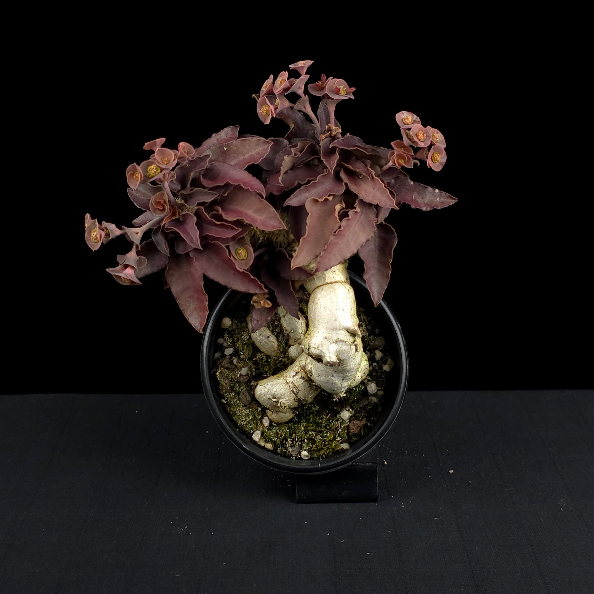 Euphorbia francoisii (WA Prohibited)