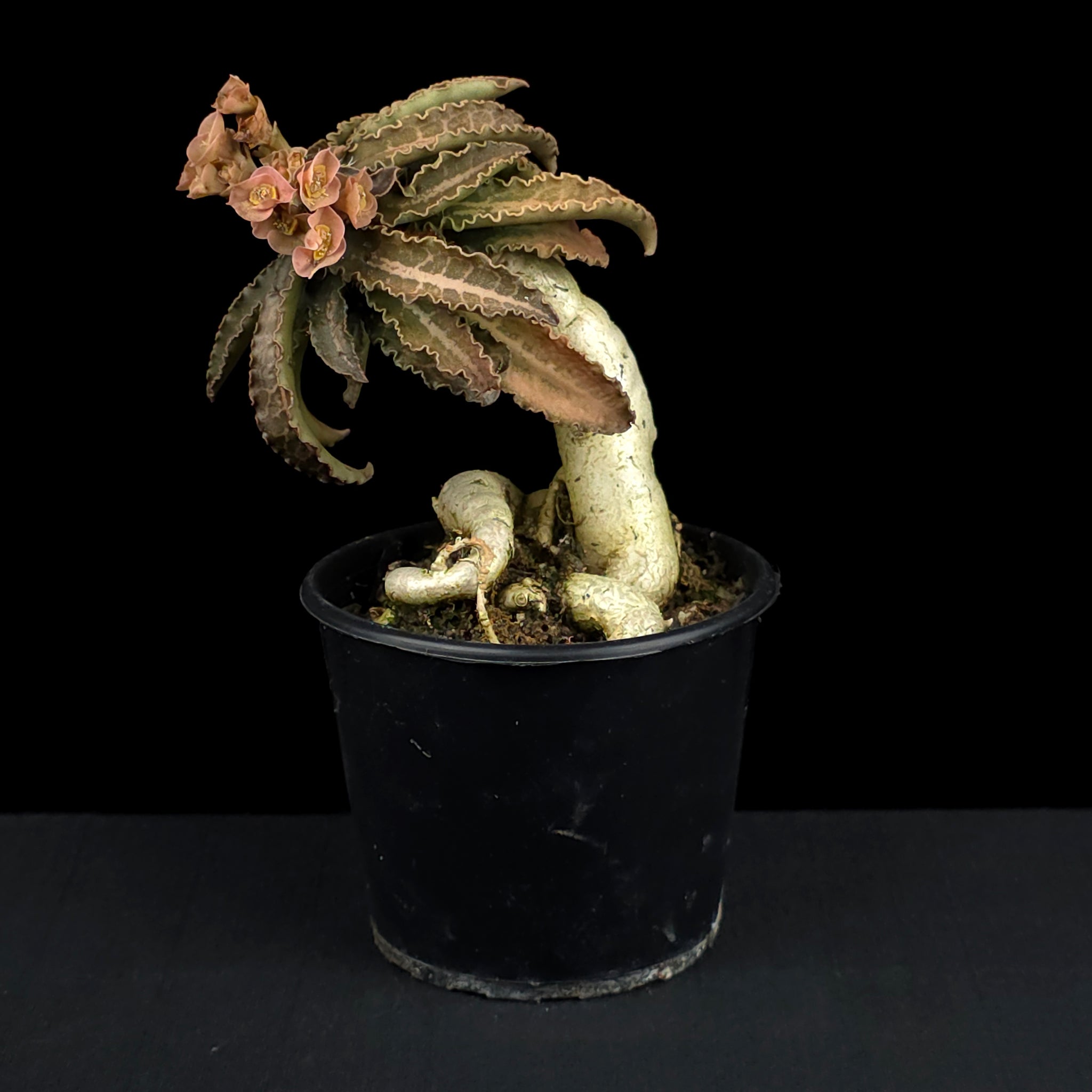 Euphorbia francoisii (WA Prohibited)