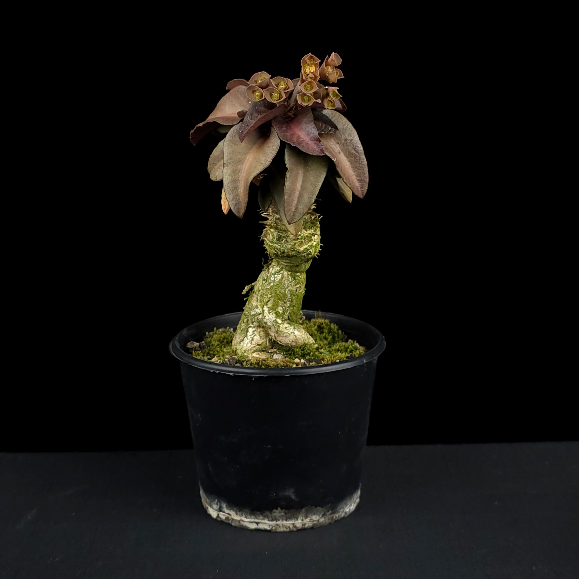 Euphorbia francoisii (WA Prohibited)