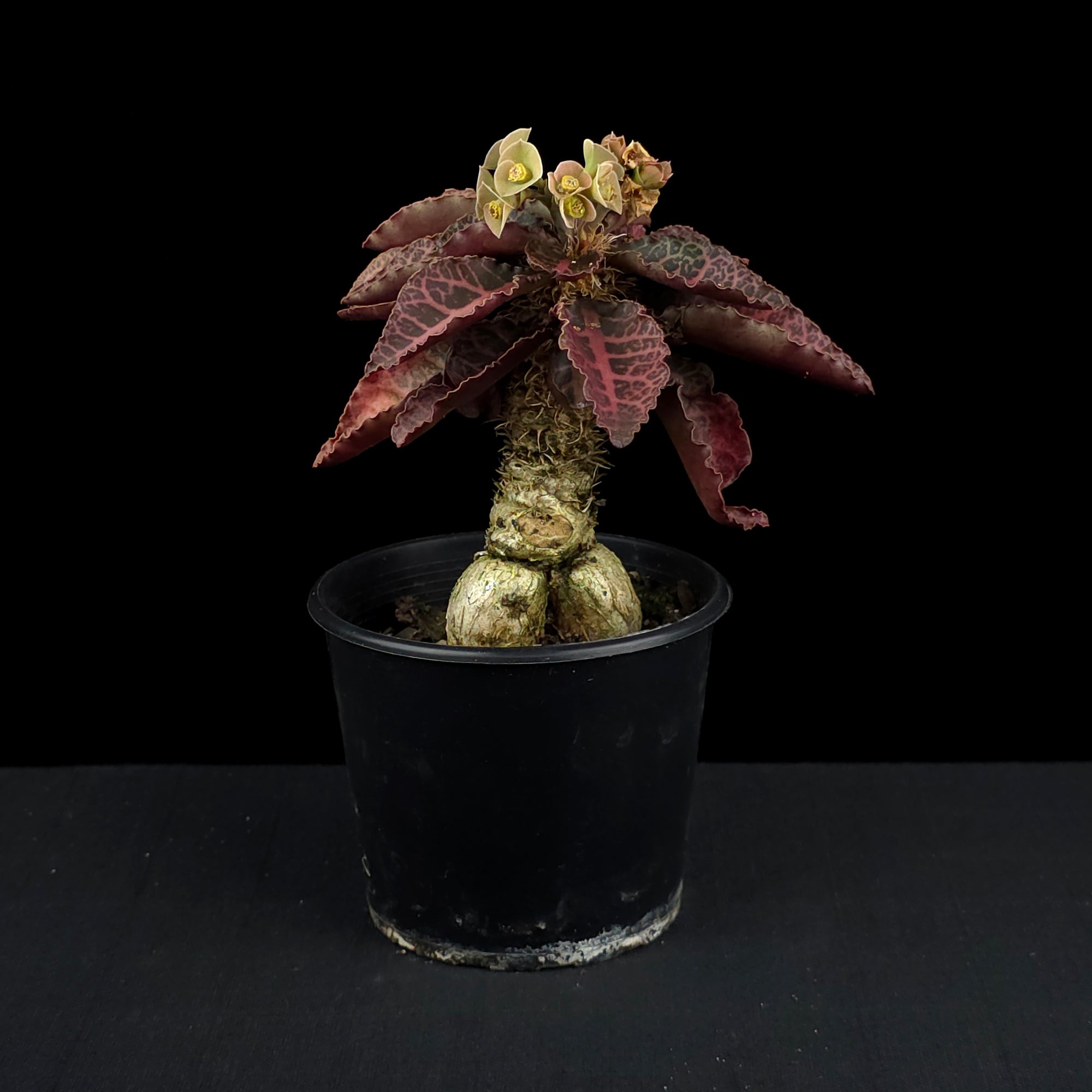 Euphorbia francoisii (WA Prohibited)