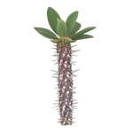 Euphorbia duranii (WA Prohibited)
