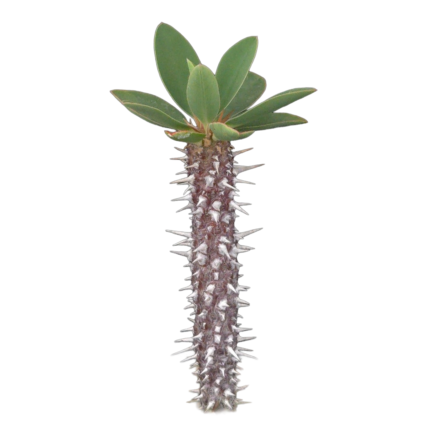 Euphorbia duranii (WA Prohibited)