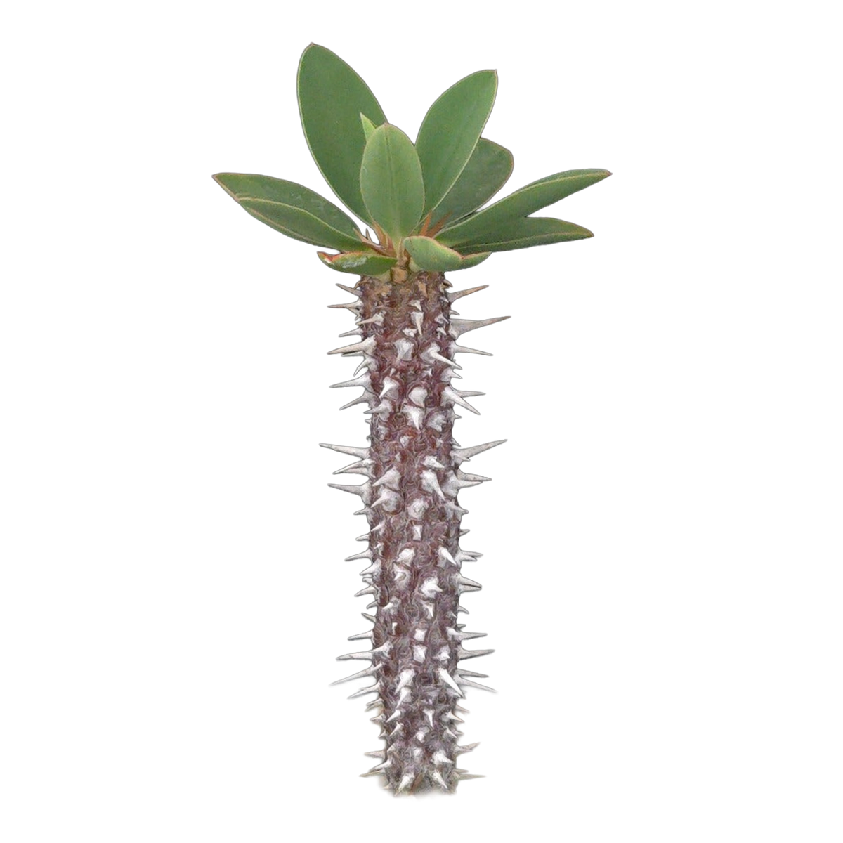 Euphorbia duranii (WA Prohibited)