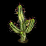 Euphorbia enopla Variegated (WA prohibited)
