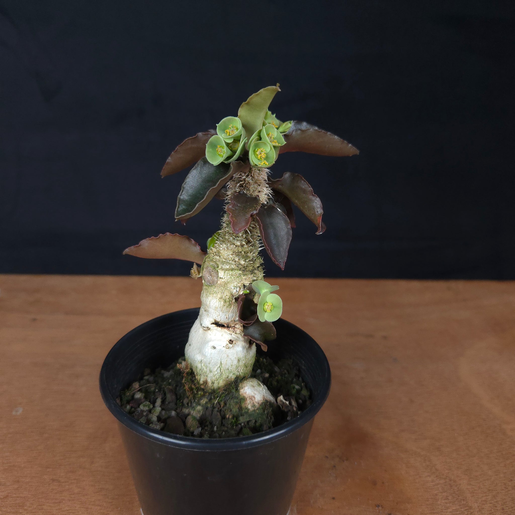 Euphorbia francoisii 'sip-sawng' – Red-Fringed Koh Tao Hybrid (WA Prohibited)