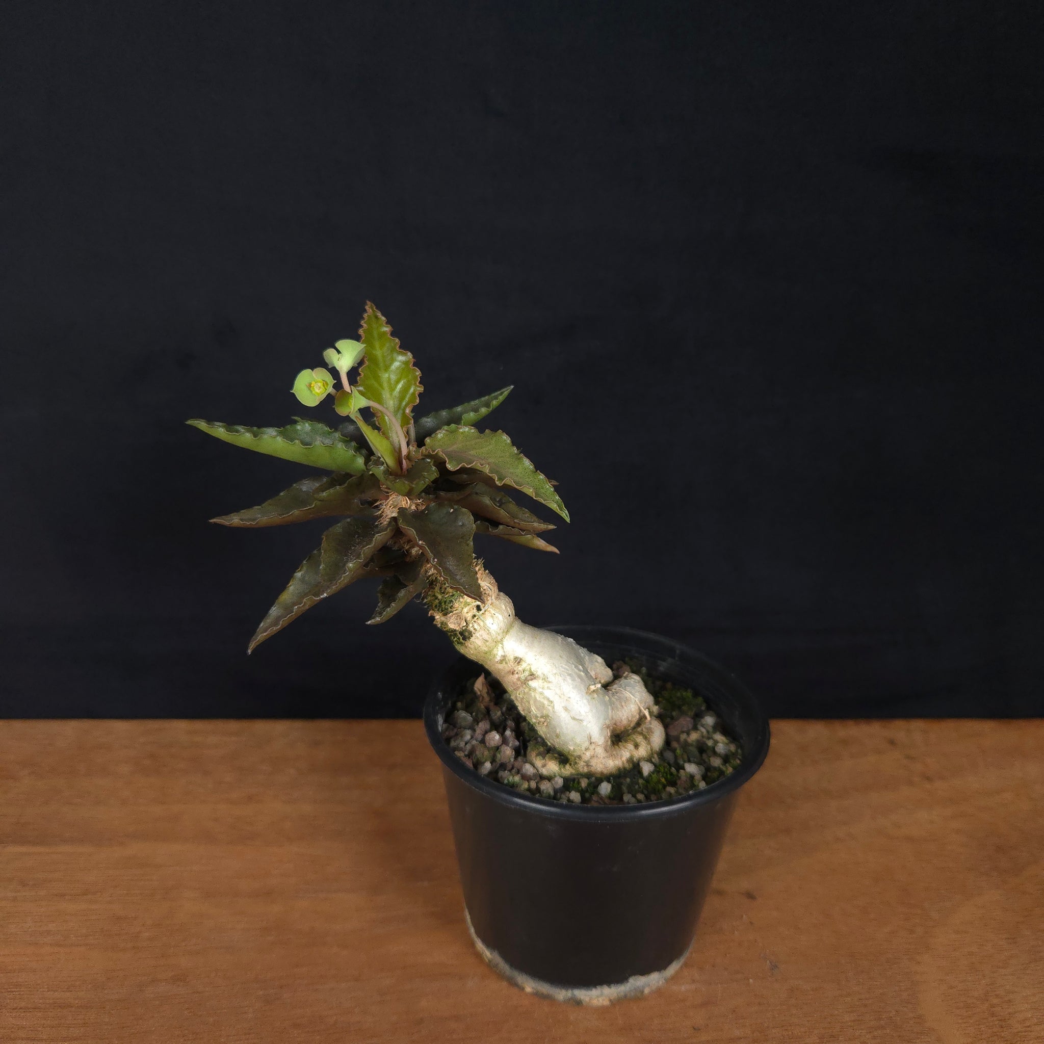 Euphorbia francoisii 'Sip-Saam' – Striking Red-Pink Veined Krabi Form (WA Prohibited)