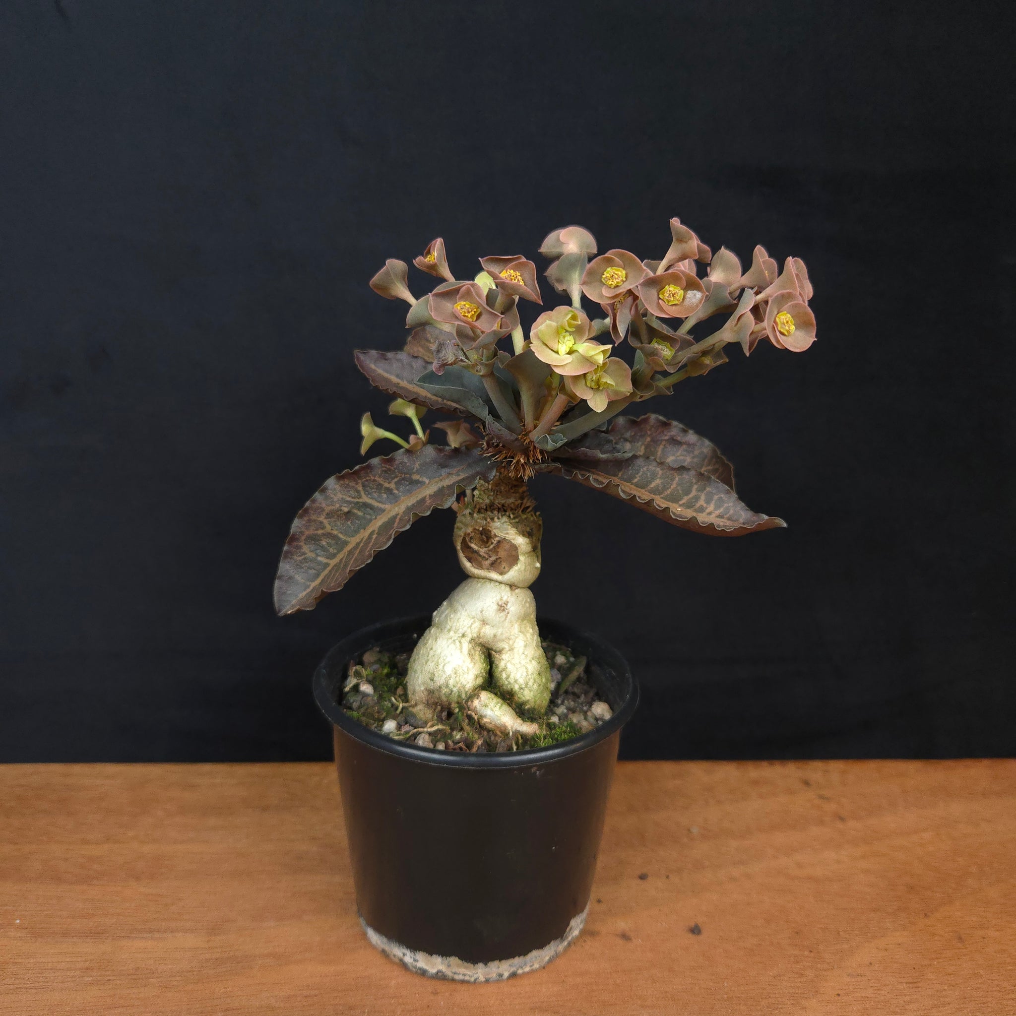 Euphorbia francoisii 'Sip-Hoke' – Koh Tao Form with Sculptural Bifurcation (WA Prohibited)