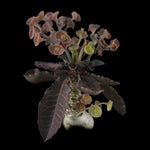 Euphorbia francoisii 'Sip-Hoke' – Koh Tao Form with Sculptural Bifurcation (WA Prohibited)