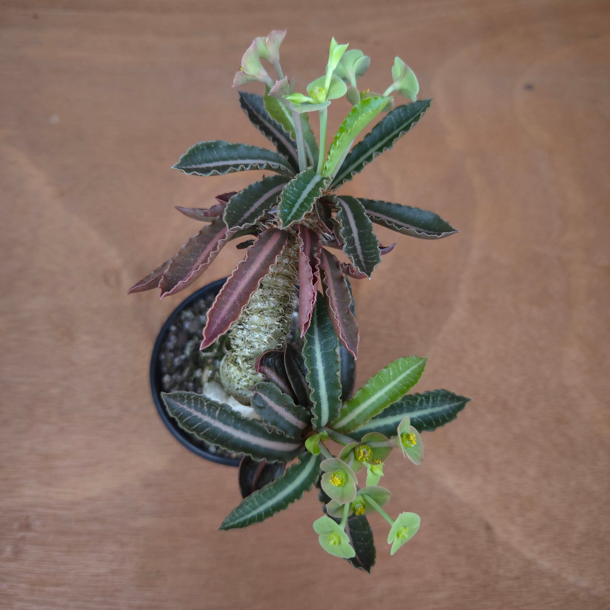 Euphorbia francoisii 'Sip-Jed' Variegata with Dual Heads (WA Prohibited)
