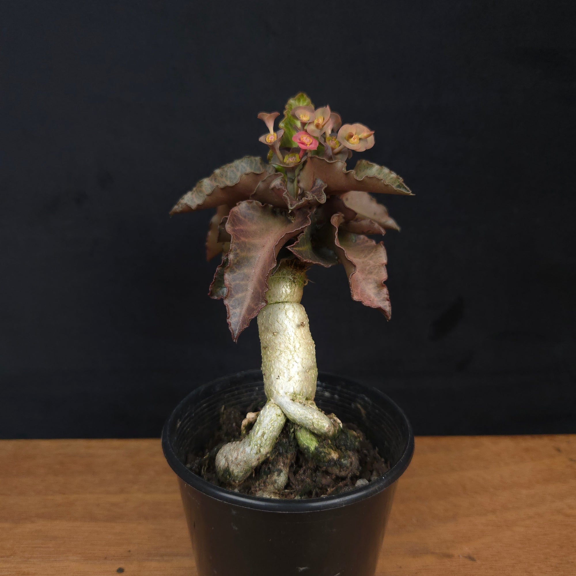 Euphorbia francoisii 'Sip-Ppaed' – Caudex-Ramified Rubra Form (WA Prohibited)