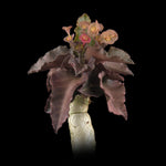Euphorbia francoisii 'Sip-Ppaed' – Caudex-Ramified Rubra Form (WA Prohibited)