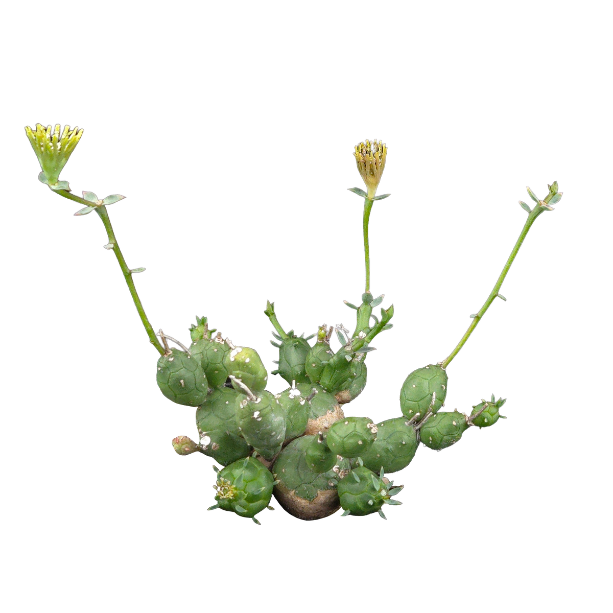Euphorbia globosa (WA Prohibited)